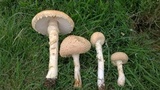 Amanita foetidissima image