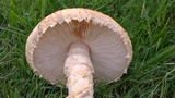 Amanita foetidissima image