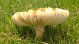 Amanita foetidissima image
