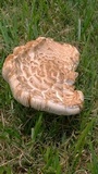 Amanita foetidissima image