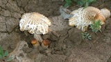 Termitomyces clypeatus image