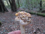 Cantharellus formosus image