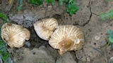 Termitomyces clypeatus image