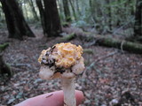 Cantharellus formosus image