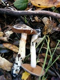 Cortinarius salor image