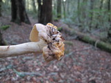 Cantharellus formosus image