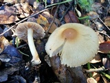 Inocybe sororia image