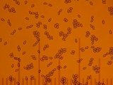 Inocybe sororia image