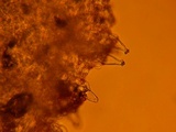 Inocybe sororia image