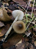 Mycena galericulata image