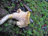 Cantharellus formosus image