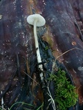 Mycena galericulata image