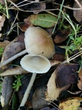 Mycena galericulata image