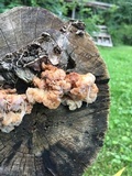 Ductifera pululahuana image