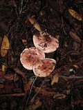 Hygrophorus russula image