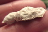 Gloeoporus dichrous image
