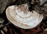 Trametes pubescens image