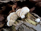 Trametes pubescens image