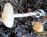 Amanita flavescens image