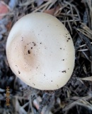 Amanita flavescens image