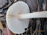 Amanita flavescens image