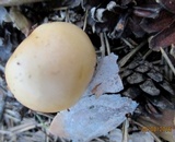 Amanita flavescens image