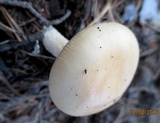 Amanita flavescens image