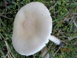 Amanita flavescens image