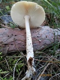 Amanita flavescens image