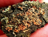Phaeophyscia rubropulchra image