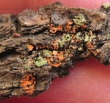 Phaeophyscia rubropulchra image