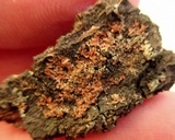 Phaeophyscia rubropulchra image