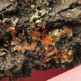 Phaeophyscia rubropulchra image