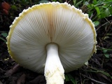 Amanita aureofloccosa image