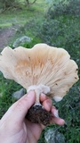 Clitocybe brunneocephala image