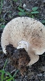 Clitocybe brunneocephala image