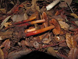 Phaeocollybia olivacea image