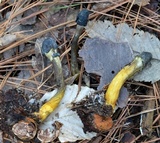 Elaphocordyceps capitata image
