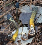 Elaphocordyceps capitata image