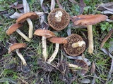 Pholiota spumosa image