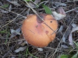 Pholiota spumosa image