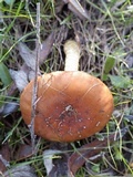 Pholiota spumosa image