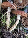 Pholiota spumosa image