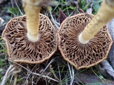 Pholiota spumosa image