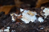 Phanerochaete laevis image