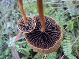 Hypholoma ericaeoides image