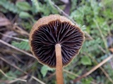 Hypholoma ericaeoides image