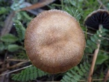 Hypholoma ericaeoides image