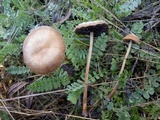 Hypholoma ericaeoides image