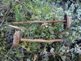 Hypholoma ericaeoides image